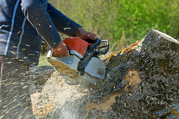 Professional  Tree Services in Independence, MN